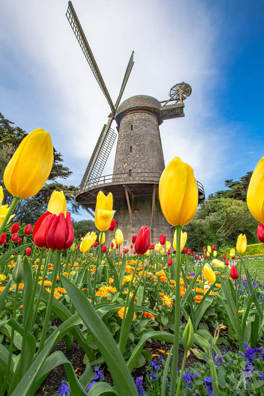 windmill-in-tulip-field